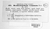 Image of Scolicotrichum venosum